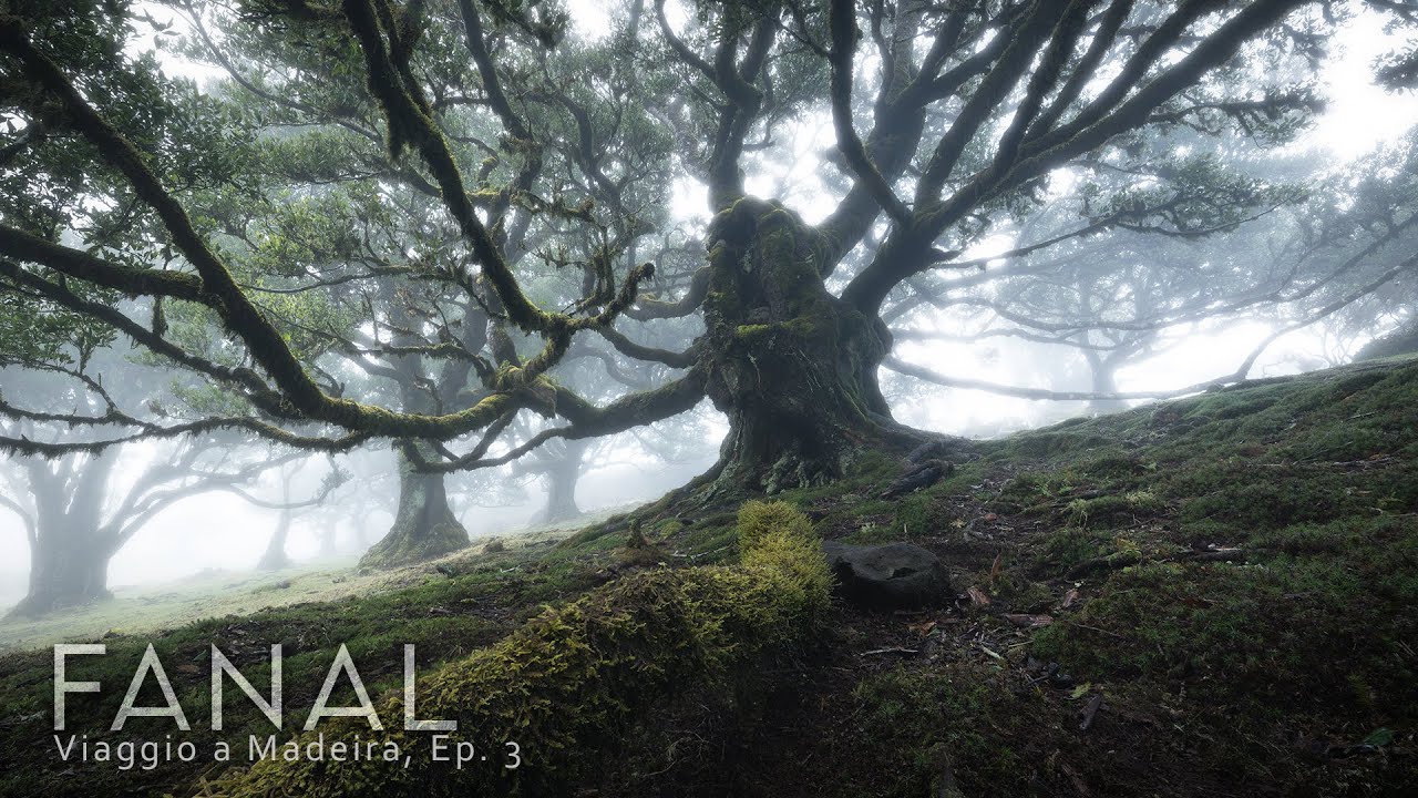 3 VOLTE alla foresta di FANAL per riuscire a trovare CONDIZIONI PERFETTE! Vlog fotografia paesaggio