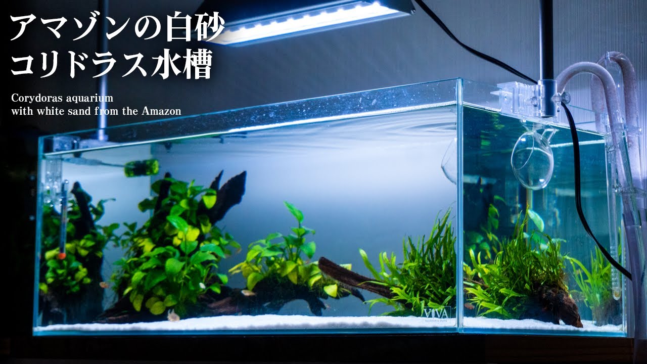 癒やし水族館コリドラス水槽、アマゾン川源流の白い砂をVIVIDが鮮やかに照らすインテリア水槽紹介 #アクアリウム #熱帯魚 【ビバアクア】