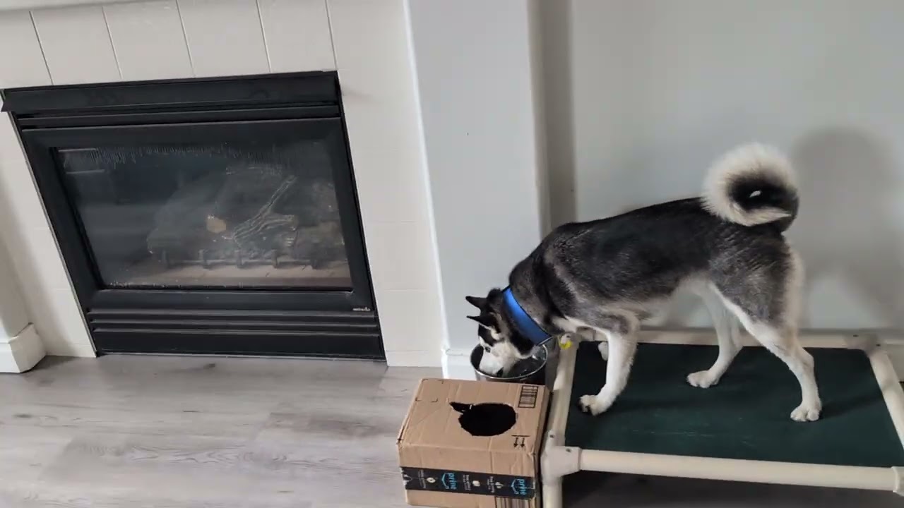 Jackson day 3- walking through home and bed training with distractions 