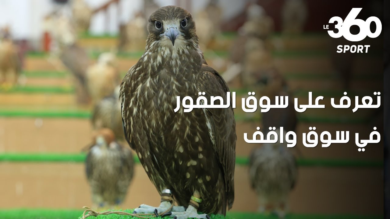 بصقر قد يصل ثمنه إلى مليون ونصف ريال قطري: تعرف على سوق الصقور في سوق واقف
