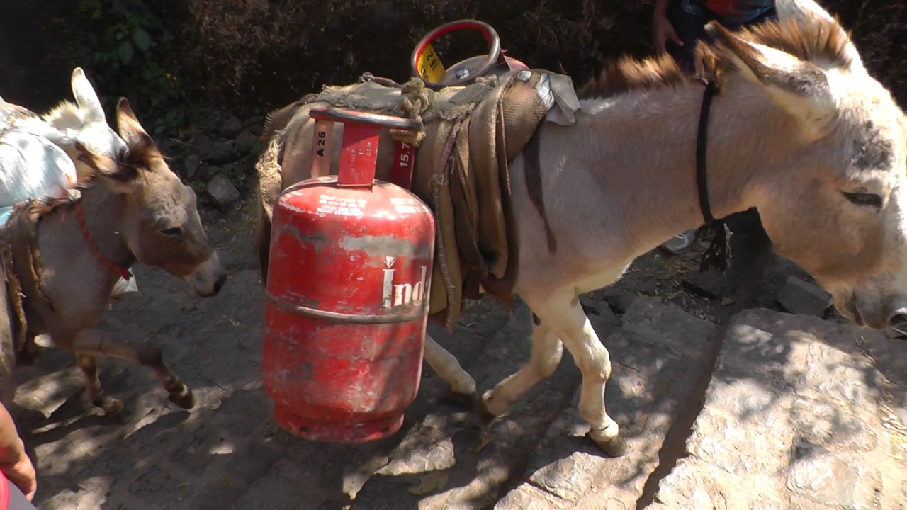 Donkeys carrying goods up steps, near Pune, India