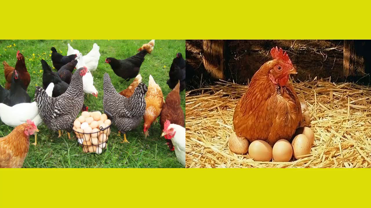 La Mazurca della gallina