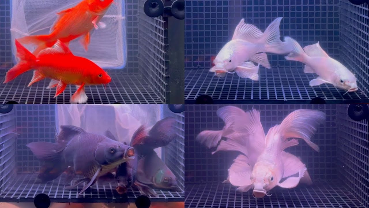 KHOA AQUARIUM | ĐỢT GIẢM GIÁ CUỐI CÙNG CỦA NĂM 2025 , PHI TẦN ĐỎ SUPER RED , TRẮNG , NHAM ĐEN LỘT