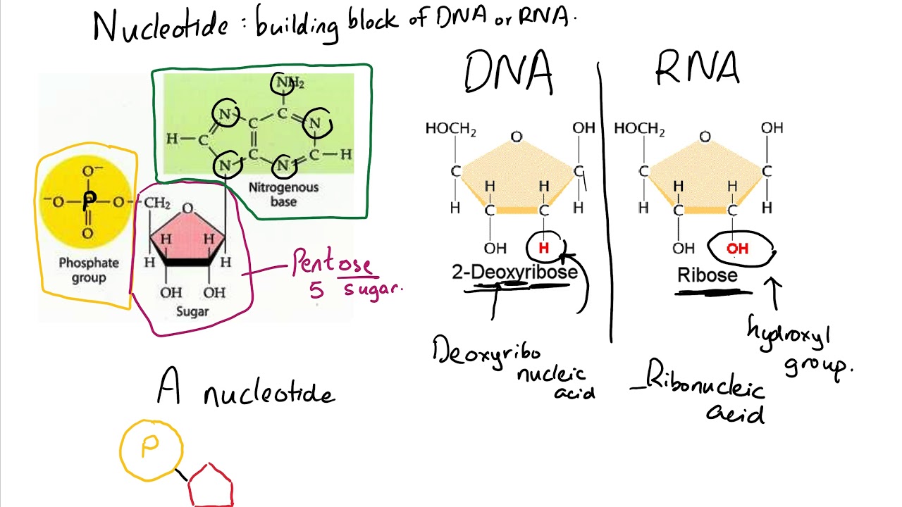 Nucleotide and Polynucleotide formation