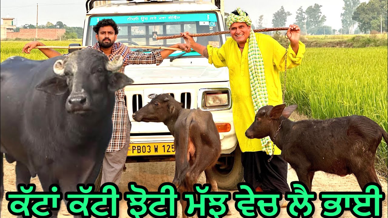 Kattya Aale : ਕੱਟਿਆ ਆਲੇ Bhaanasidhu Bhanabhagudha Amanachairman New Panjabi Comedy Short Movies 2023