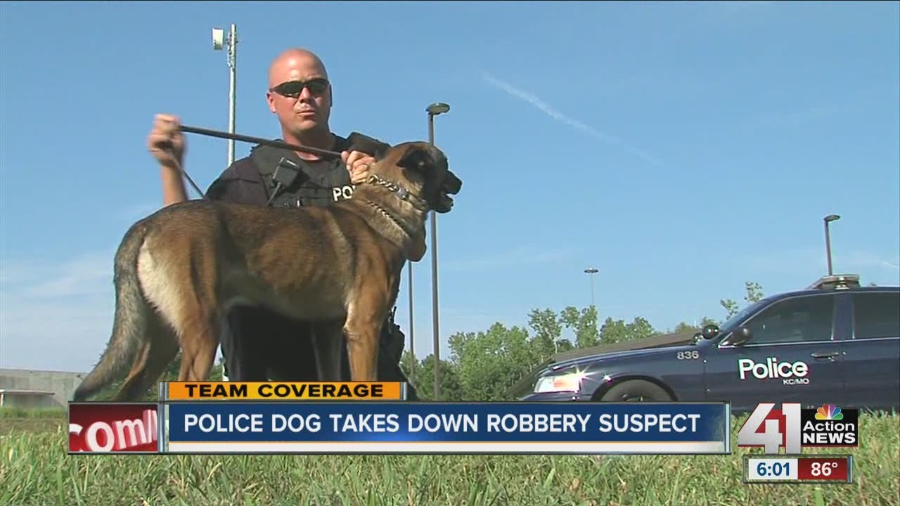 Police dog takes down carjacking suspect