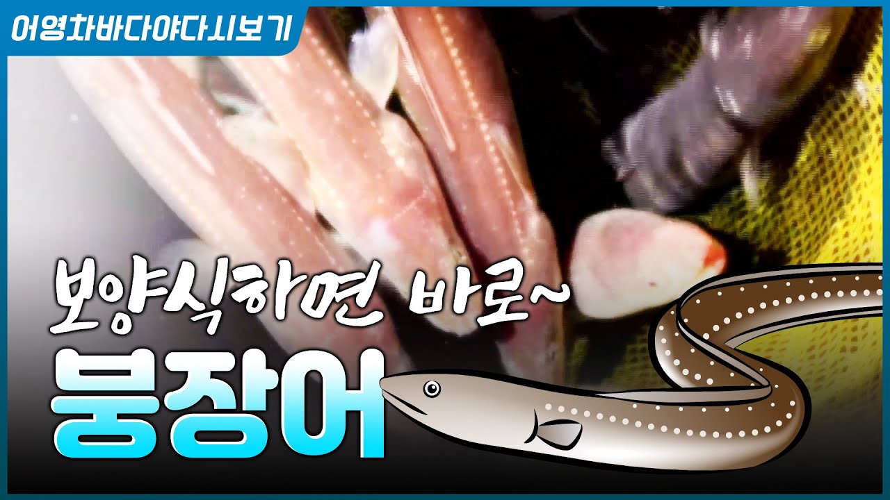 버릴 게 없는 보양식의 대명사! 붕장어 #보양 #건강식 #장어 #붕장어회