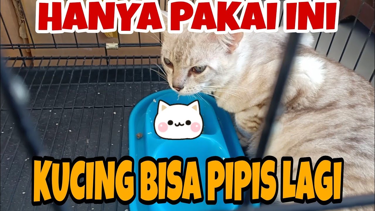 CARA MENGOBATI KUCING JANTAN TIDAK BISA PIPIS TANPA KE DOKTER | CATLOVERS WAJIB TAU
