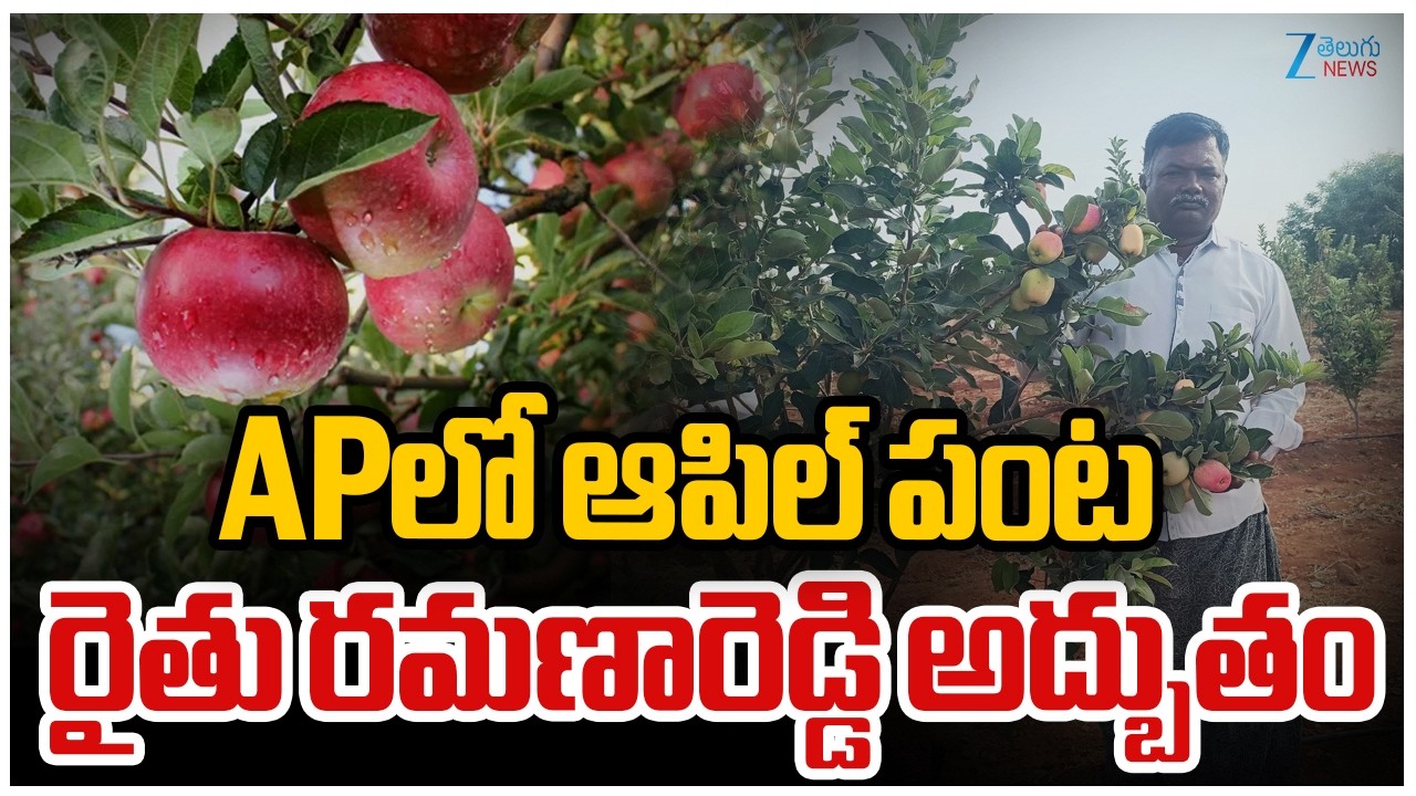 Farmer Success in Apple Farming | Anantapur | APలో ఆపిల్ పంట రైతు రమణారెడ్డి అద్బుతం | ZEE News