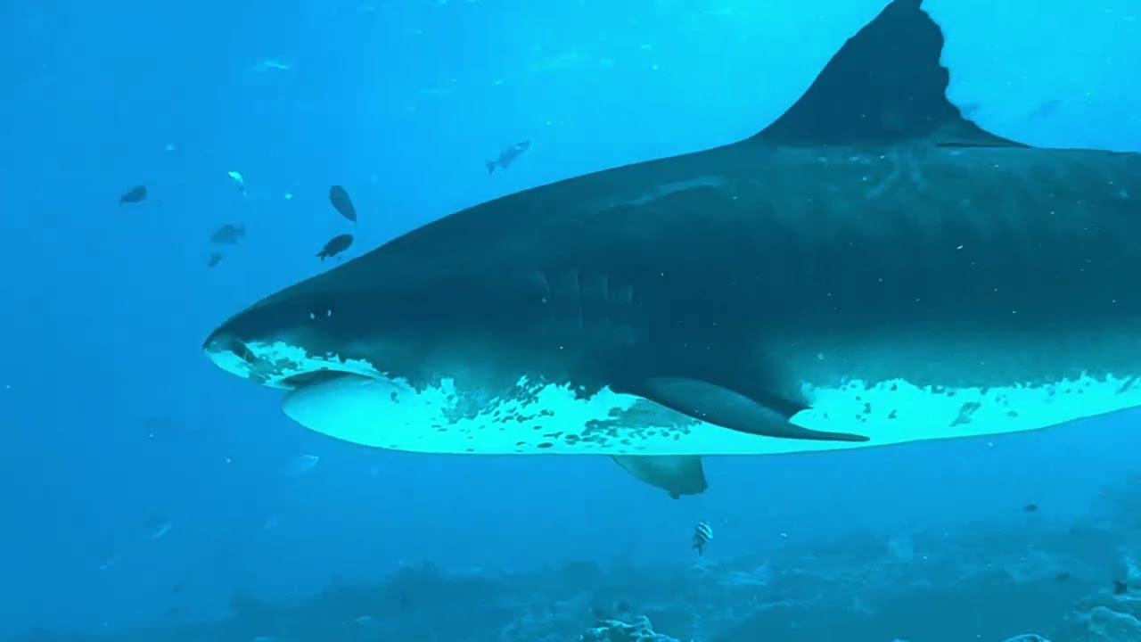 7 minutos con el tiburón tigre 