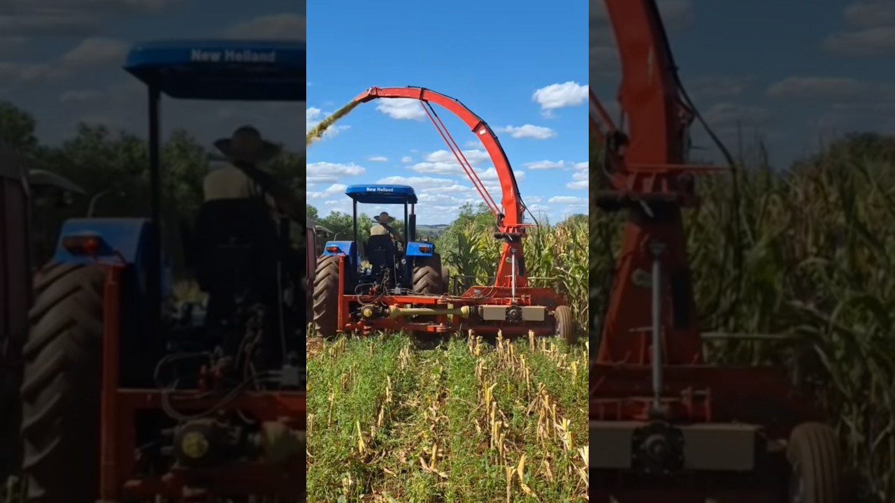 Trator New Holland puxando ensiladeira na silagem de milho #chamaa #trator #agro #silagem #milho