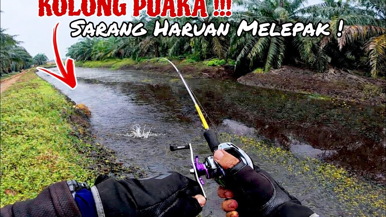 STRIKE BERTUBI-TUBI !!! HARUAN GARANG LEPAS BANJIR || CASTING HARUAN LADANG SAWIT KLIA2.
