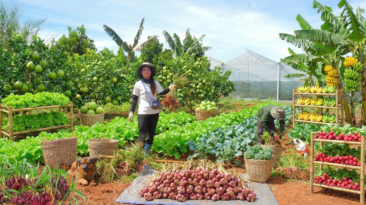 Harvest: Red Shallot Lily, Pomelo, Guava...To Sell At The Market And Cook With Them – Farming