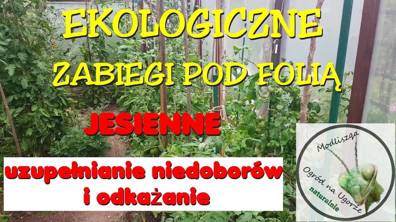 Przygotowanie ziemi pod folią na przyszły sezon