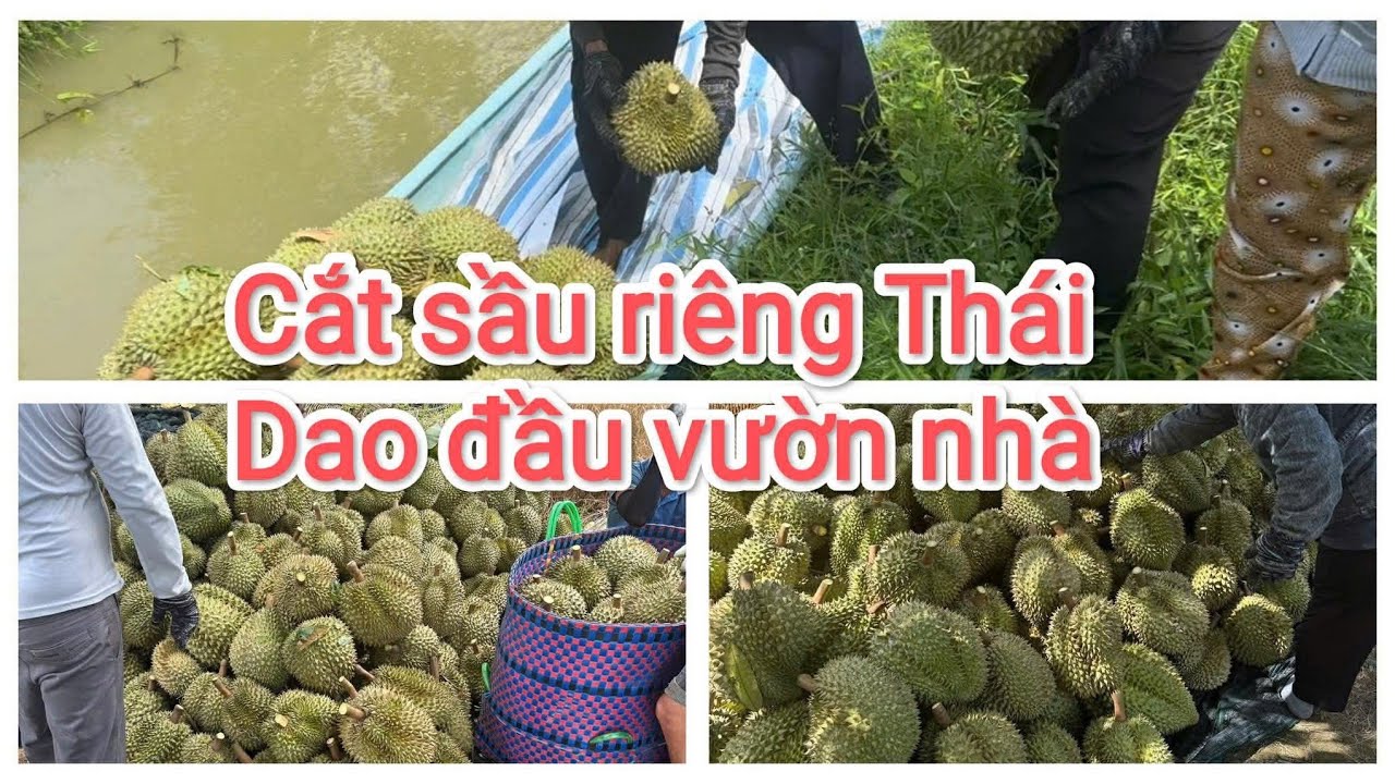 Cắt dao đầu sầ riêng Thái Lan vườn nhà 
