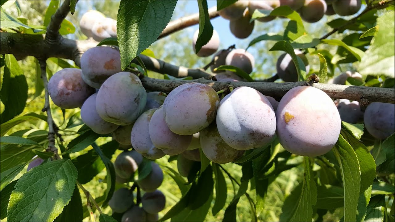 What does the 7-year-old Anna Spath tree look like? The plum has borne fruit extremely well!