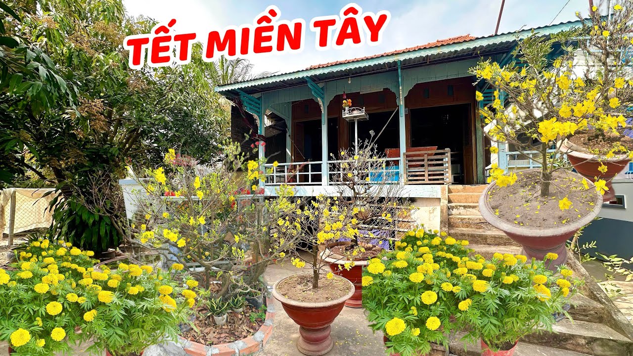 TẾT Miền Tây Việt Nam Mai Vàng Rực Sắc | Tet Celebration in Vietnam’s Mekong Delta Countryside.