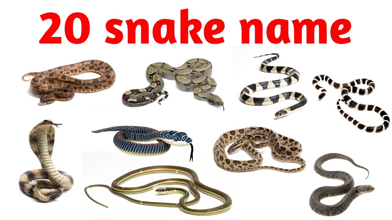 साँपों के नाम सीखें 🐍 || Top 20 Snake Names in English || Kids Learning Video||