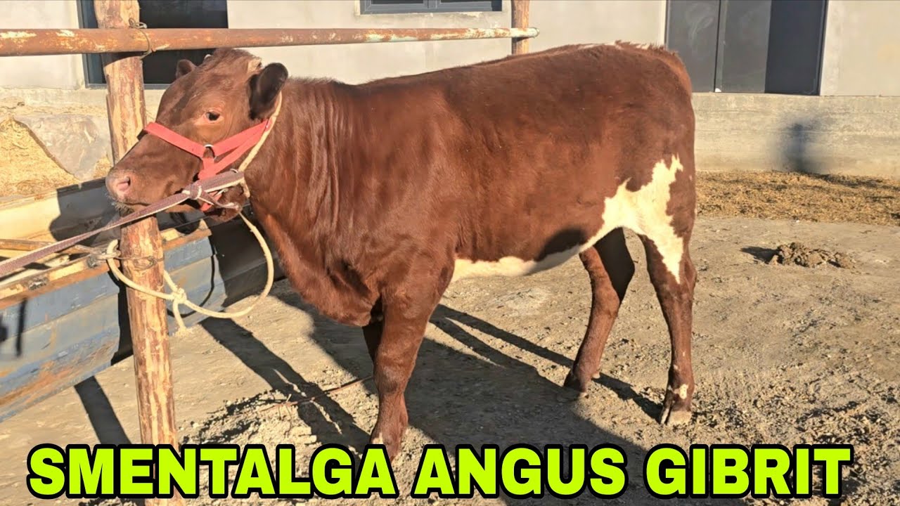  Bunyod akani mini fermasidan 1 dona gibrid g'unojinni zo'ri sotiladi 21 февраля 2026 г.