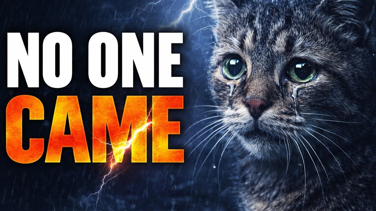 Alone in the Storm… What Kitty Did Next Shocked Everyone