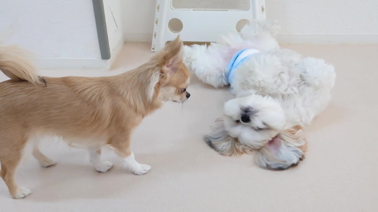 女子に甘えポーズをしがちなシーズー　🐶ひみつきちなう！①🐶  2023年11月1日