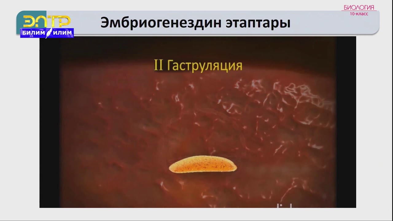 10-класс | Биология | Организмдин жекече өрчүшү-онтогенез. Эмбриондук жана постэмбриондук өрчүү