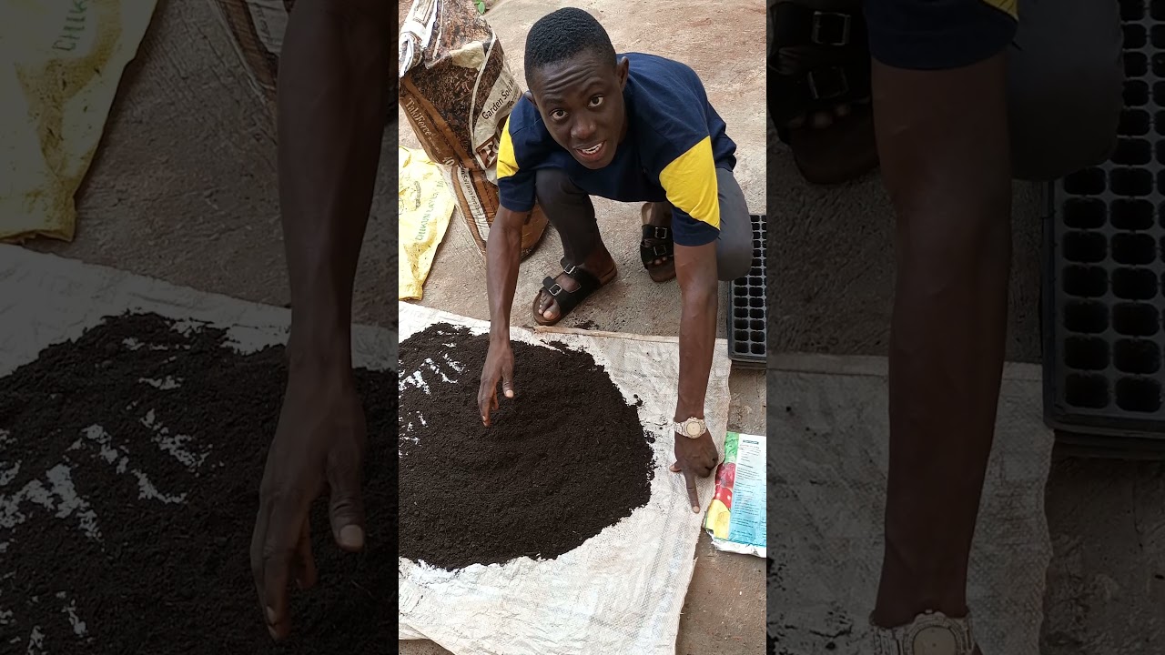 HOW TO NURSE YOUR TOMATOES SEEDLINGS