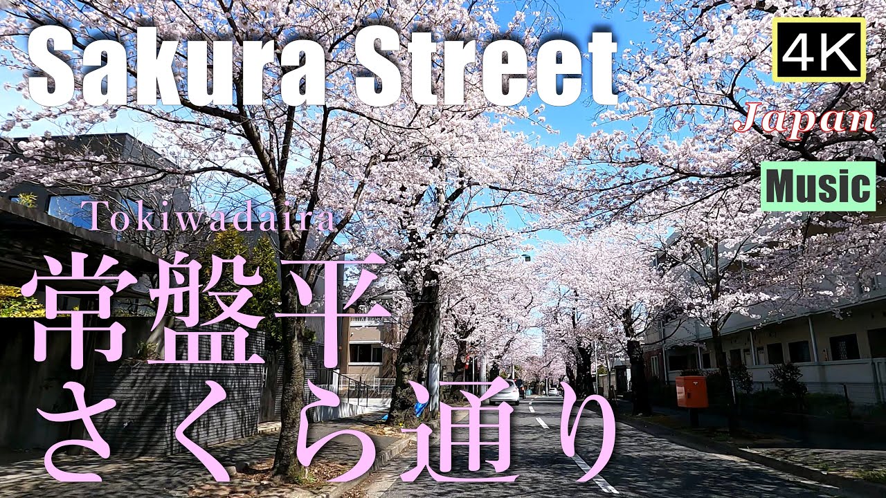4K 【常盤平Drive】3km続く、さくら通り　Sakura Street