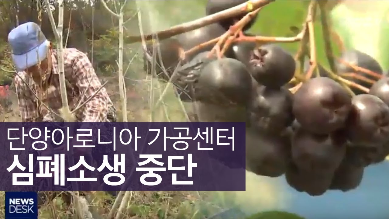 단양 아로니아 가공센터 문 닫는다ㅣMBC충북NEWS