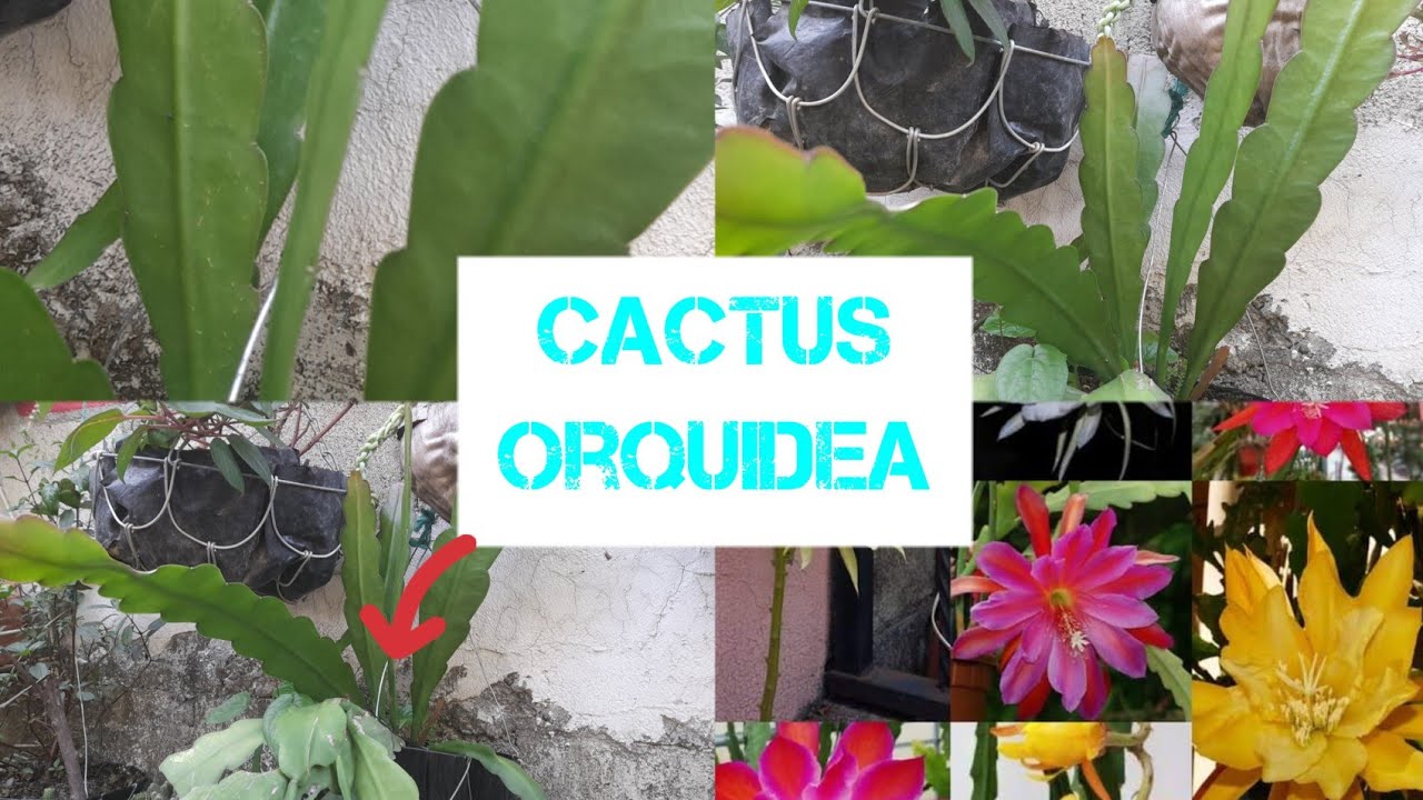 cuidados del cactus orquídea/Epiphyllum/osanta Teresa.