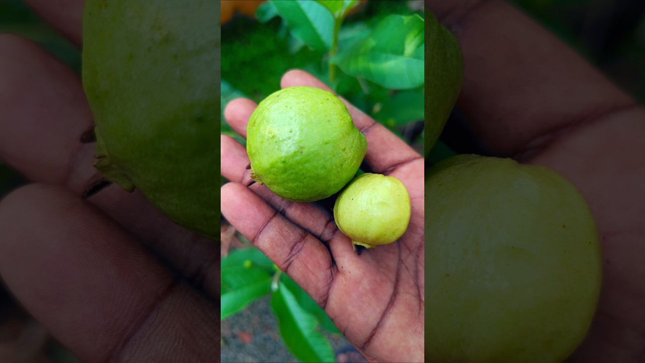 Tiny Guava vs Normal Guava 🍈