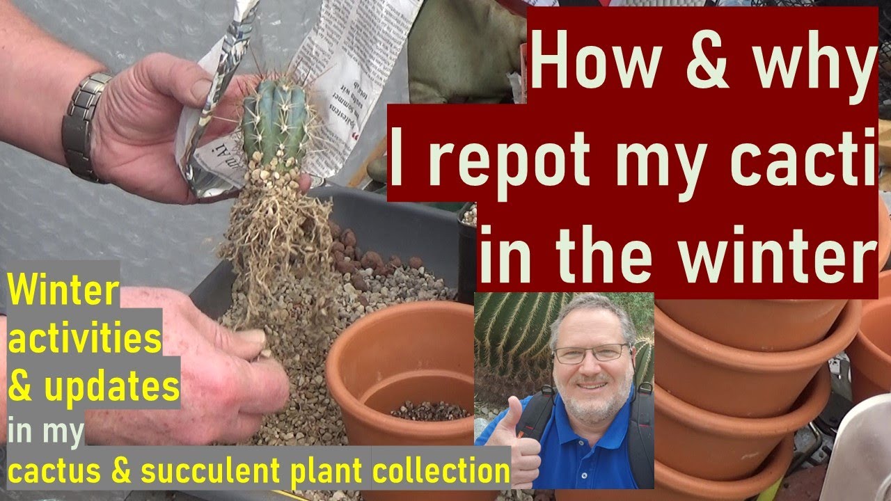 How to & Why to Pot, Repot Cacti in Winter | #cactuscare #pottingmix #cacti #succulentcare #potting