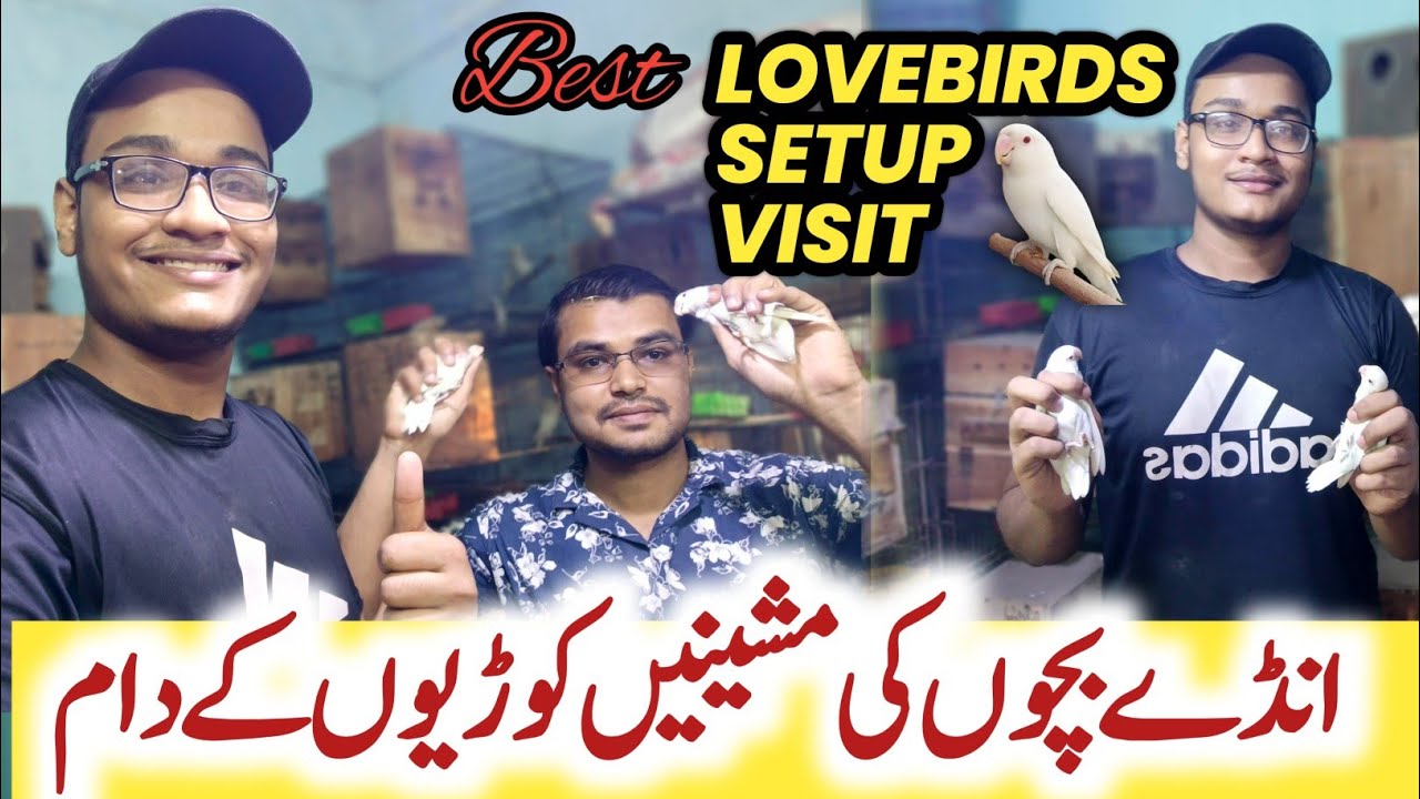 lovebird breeding cage setup creamino Albino Decino lutino lovebirds setup visit