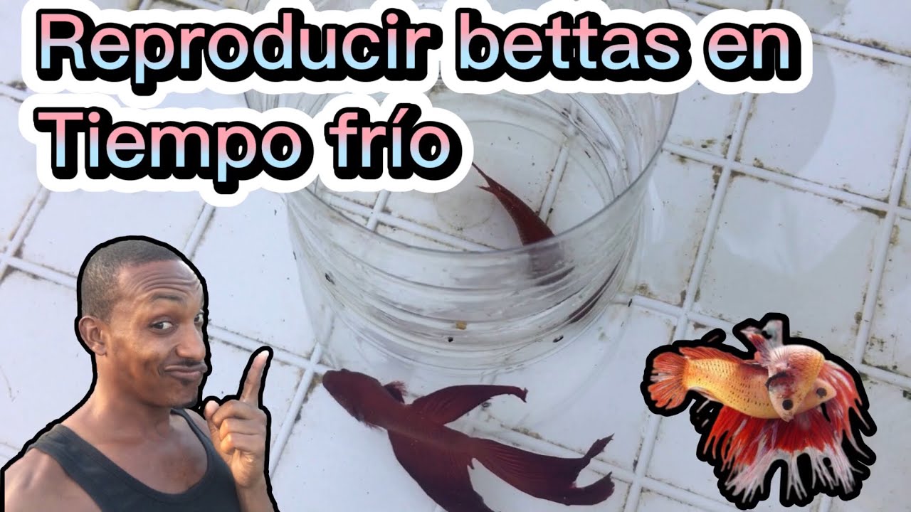 Como reproducir peces bettas en tiempo de frío @platinobettaspibul5409