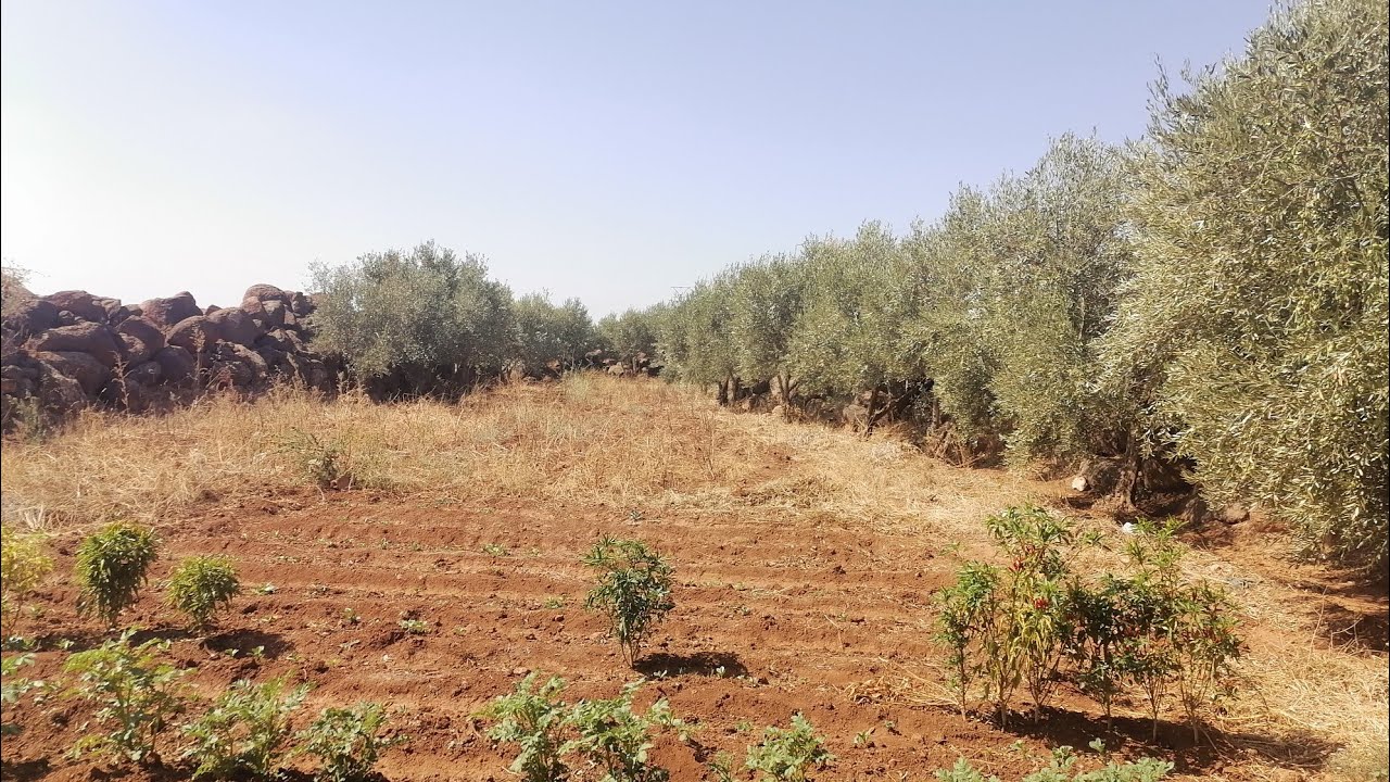ضيعة فلاحية للبيع بآيت ولال نواخي فاس تاوجطات ب 3 هكتارات على الطريق الرئيسية FERME À VENDRE À FÈS
