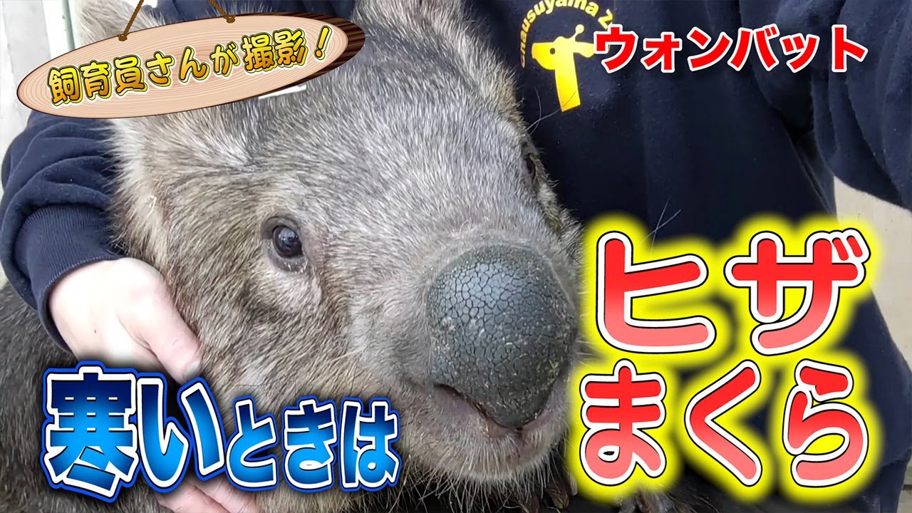 ウォンバットの冬 外で遊んできた後は飼育員さんのヒザの上で甘えまくり