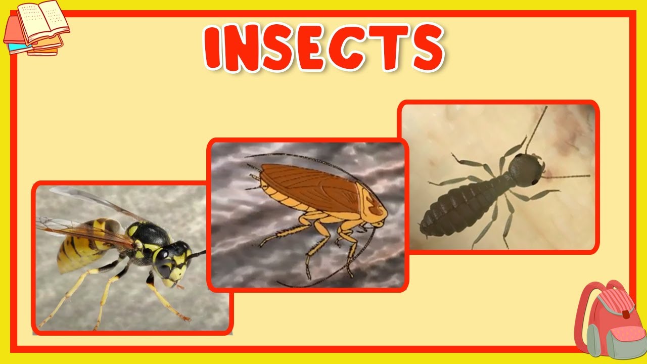 Learn About Insects - Preschool Learning For Kids - Educational Video For Children