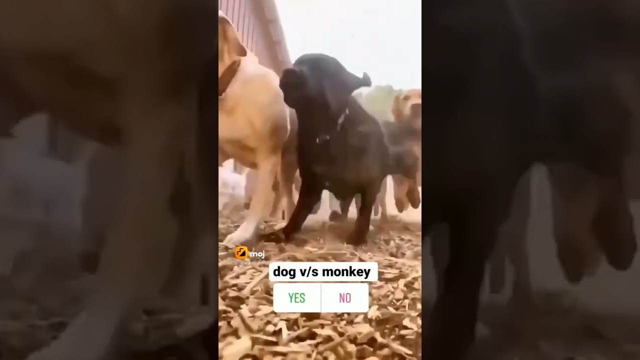 kgf song // dog😎 vs manakey😎