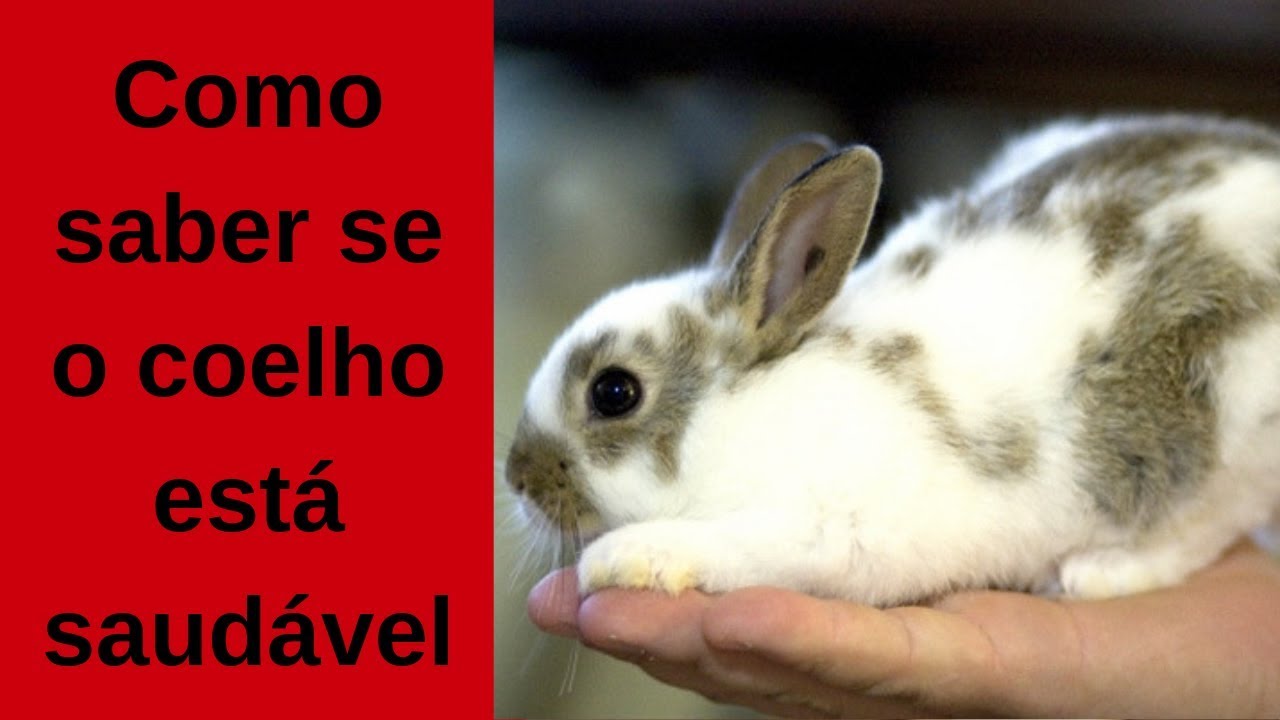 Como saber se o coelho está saudável