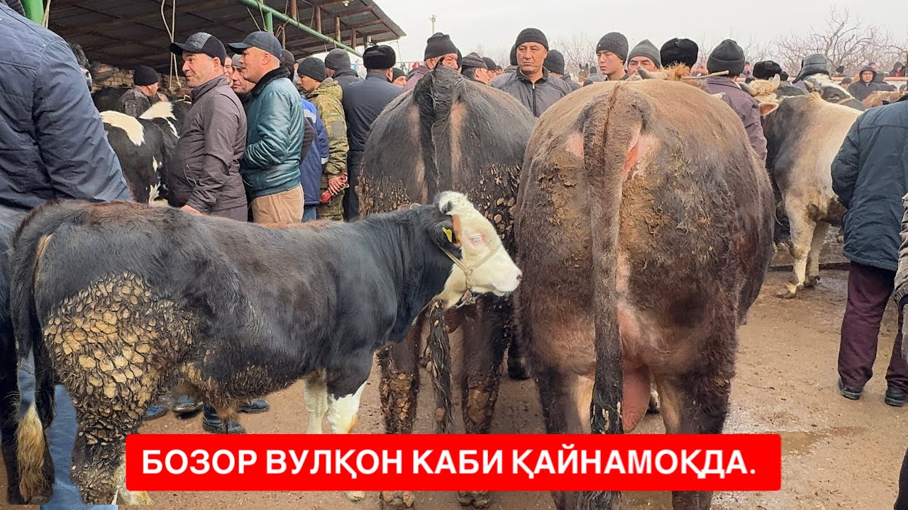 ШАХИДОНДА НАРХЛАР ЎЙНАМОҚДА ЗЎР СЕМИЗ БУҚАЛАР САВДОСИ ЯХШИ БОҚМА БУҚАЛАР. 