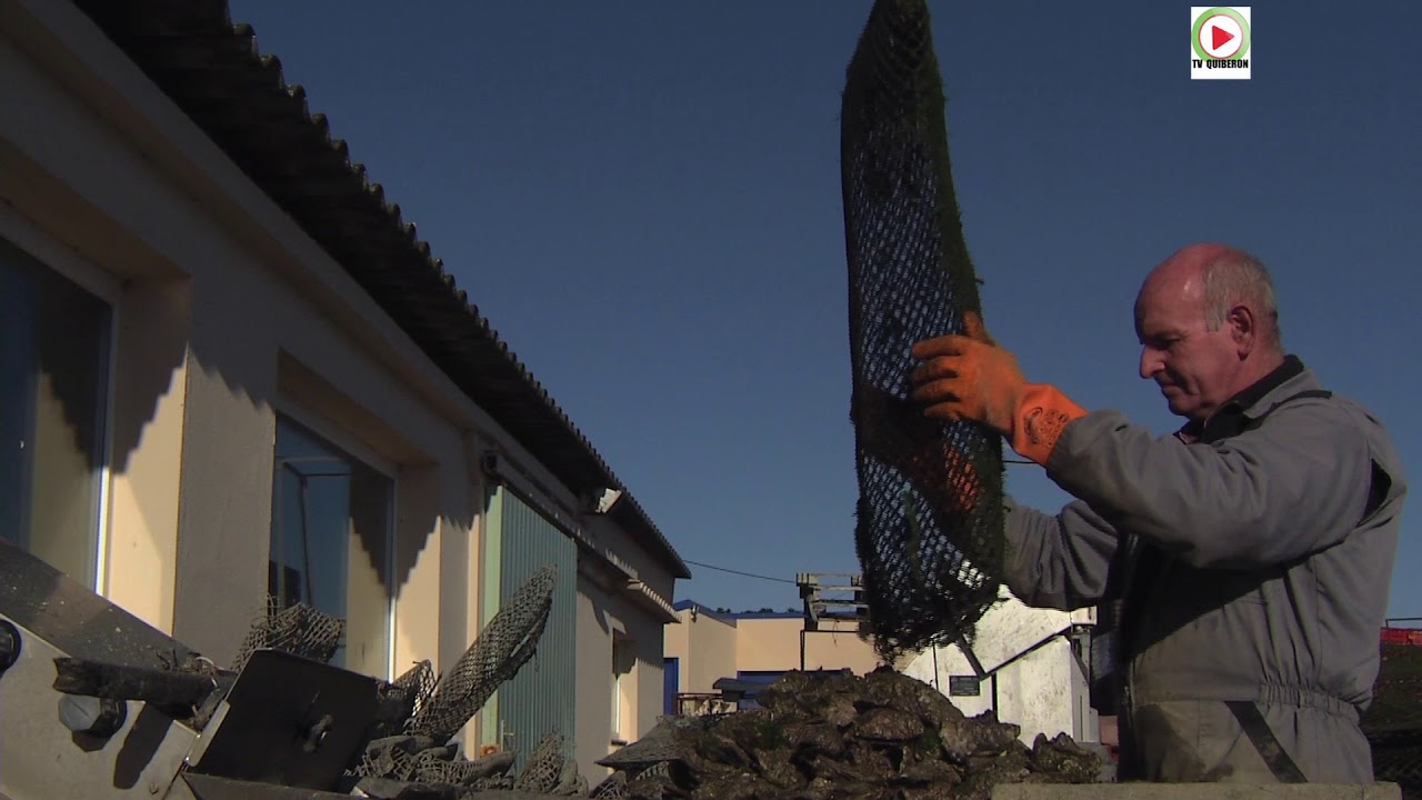 LE TOUR-DU-PARC   | 🚤  Ostreiculture à Pencadenic - BRETAGNE Télé