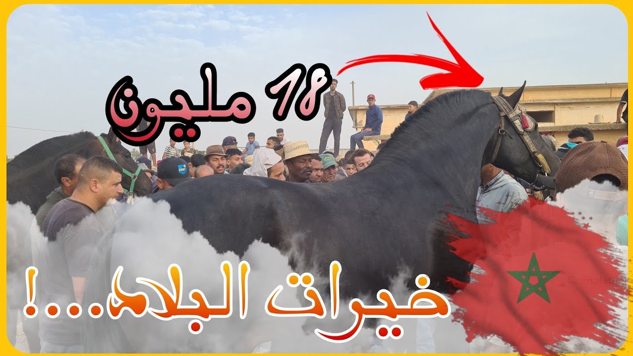 سوق الكفاف 📍دخل جدع ملكي تبارك الله  تباع ب 18 مليون هبل الكسابة