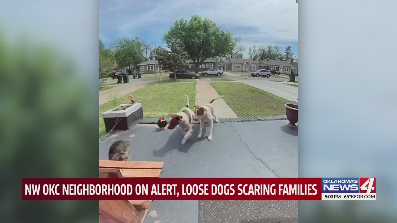 NW OKC neighborhood on alert, loose dogs scaring families
