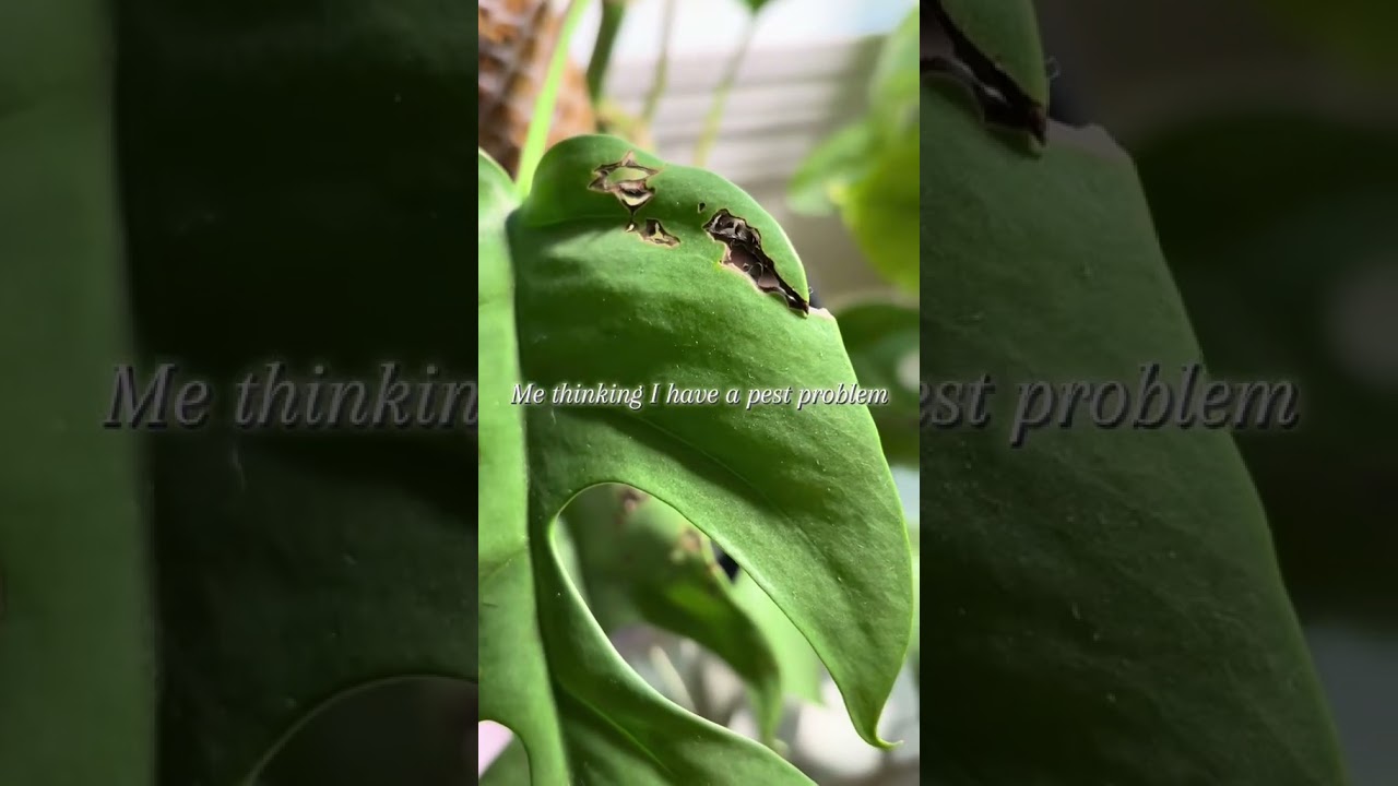 I thought I had a pest problem 😬