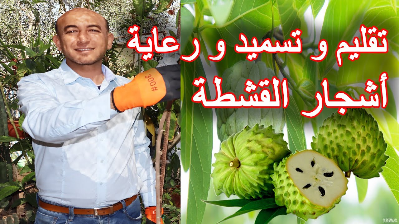 طريقة تقليم و تسميد و رعاية اشجار القشطة, Pruning, Fertilizing and Caring for Cherimoya Trees