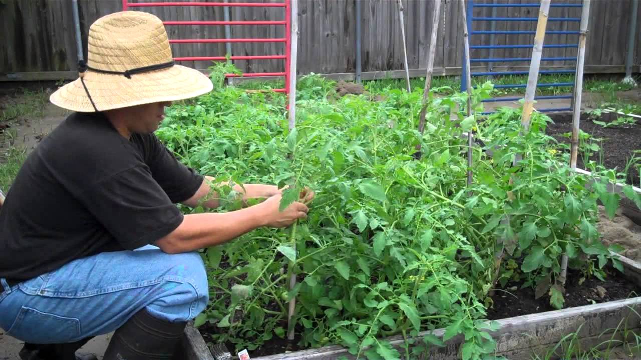 April 18 2015 Spring/Summer garden update