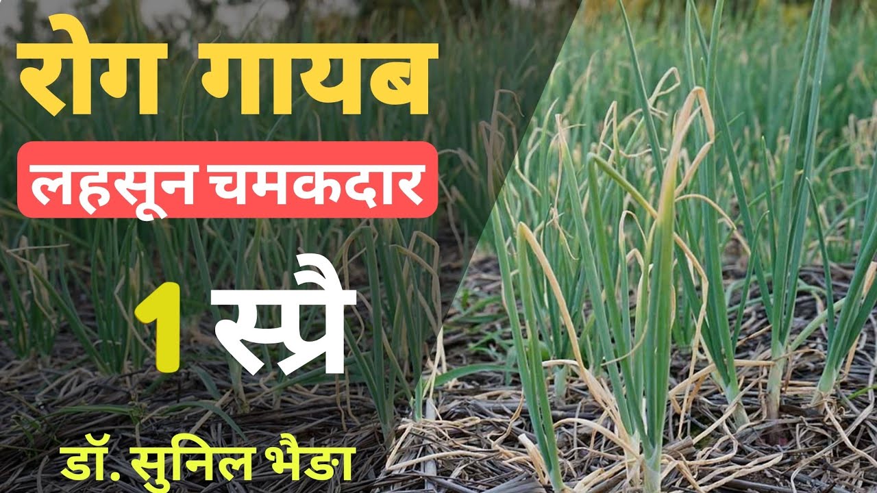 लहसुन पीला पड़ रहा है? नोक सूखना बंद - एक उपाय से फसल हरी-भरी