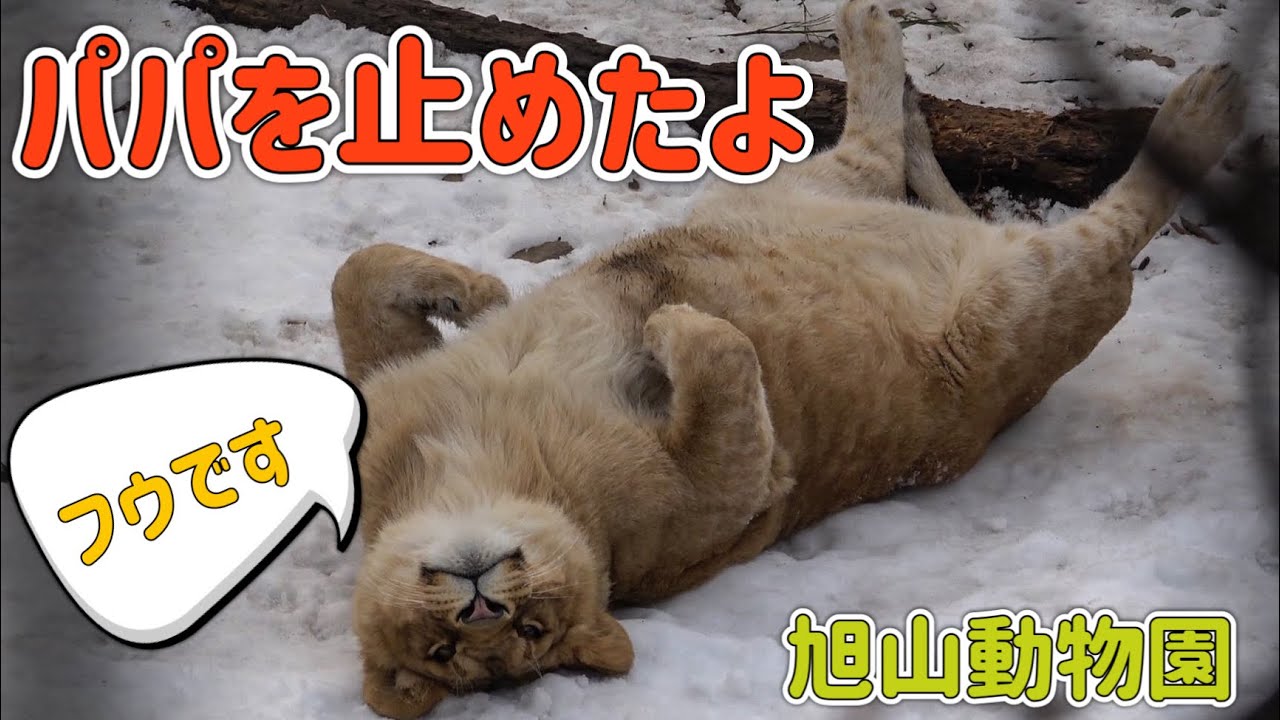 【旭山動物園オリトファミリー】レイちゃんを怒る💢パパを止めたよ！