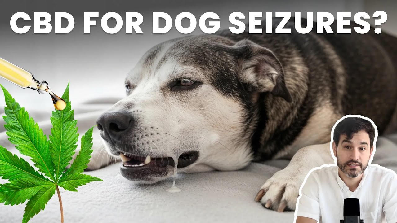 CBD for Dog Seizures: What the Research Really Says