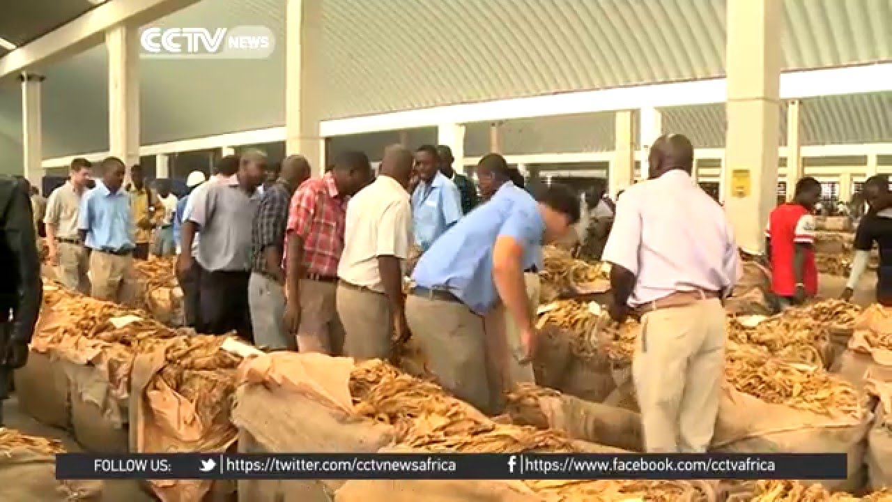 Zimbabwe automates its tobacco trading system